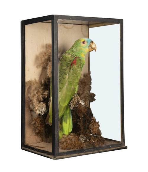 Taxidermy - Victorian Taxidermy - Antique Taxidermy - Taxidermy Parrot - Ed Butcher - Antique Shop London