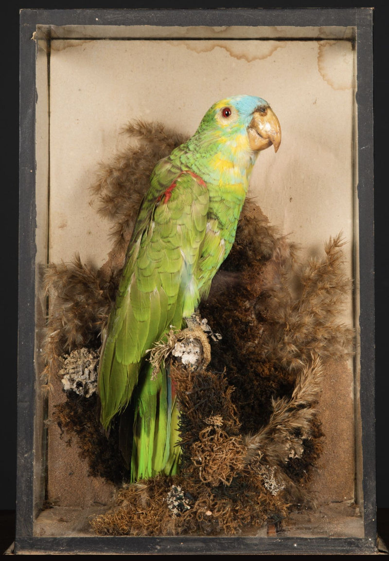 Taxidermy - Victorian Taxidermy - Antique Taxidermy - Taxidermy Parrot - Ed Butcher - Antique Shop London
