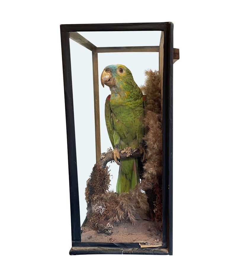 Taxidermy - Victorian Taxidermy - Antique Taxidermy - Taxidermy Parrot - Ed Butcher - Antique Shop London