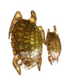 PAIR OF LARGE UNUSUAL TURTLE SHAPED NACRE FAUX TORTOISESHELL WALL SCONCES