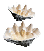 RARE PAIR OF EXCEPTIONALLY LARGE ANTIQUE GIANT CLAM SHELLS