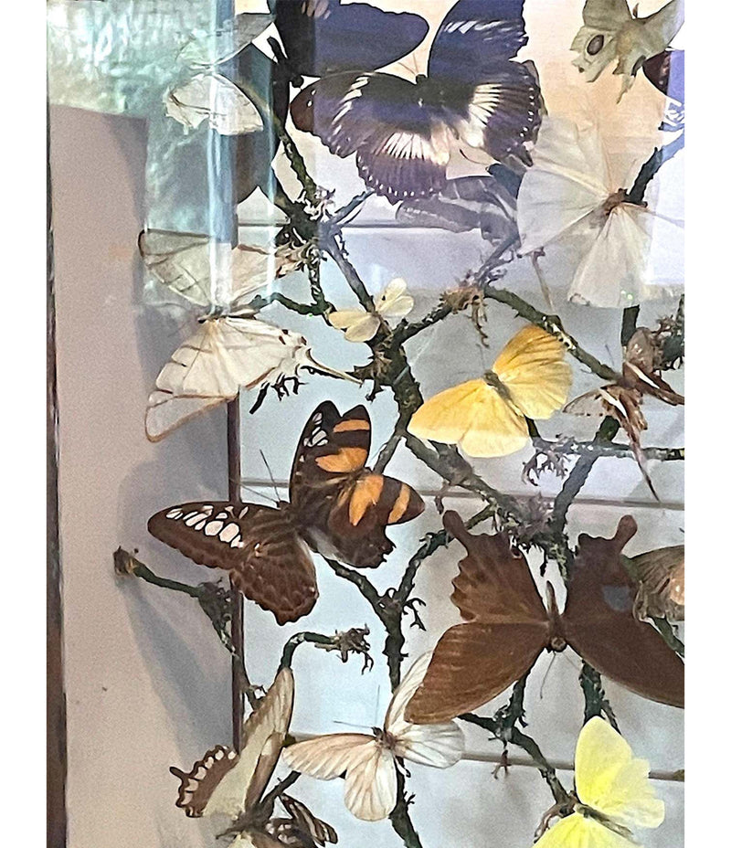 STUNNING VICTORIAN OAK DOUBLE SIDED FLOOR STANDING BUTTERFLY DISPLAY CABINET