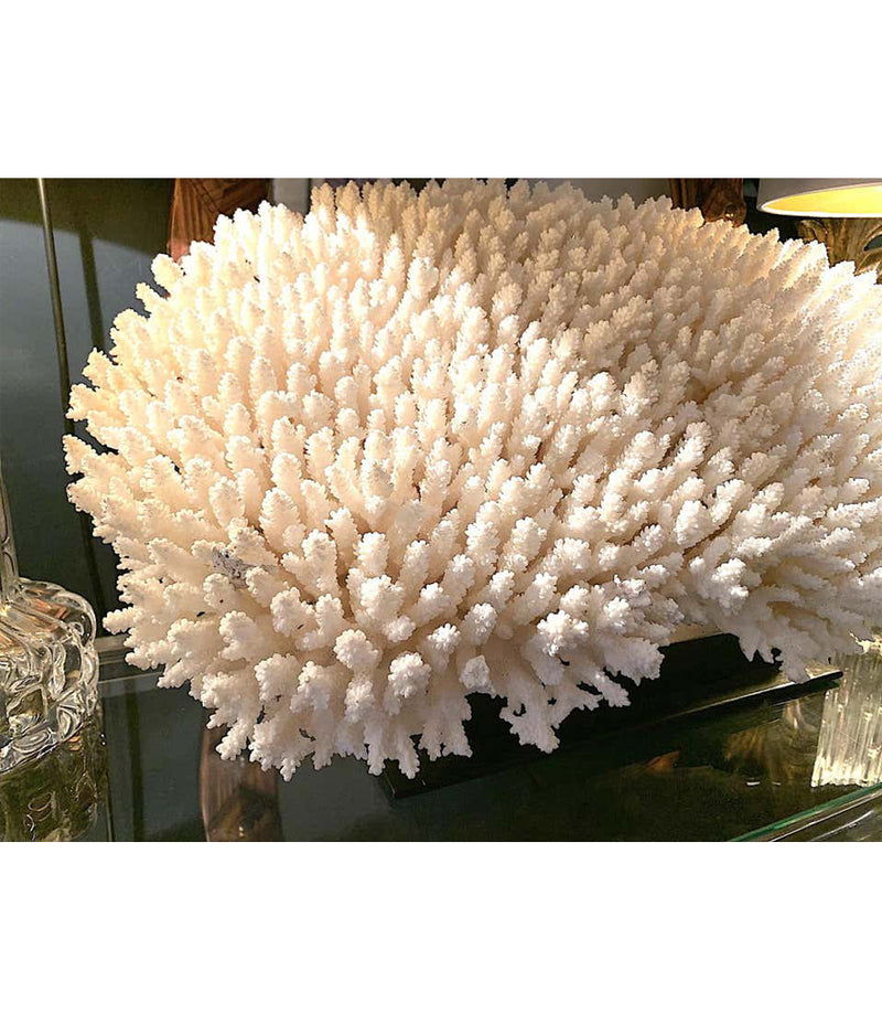 STUNNING LARGE ANTIQUE BRUSH CORAL SPECIMEN MOUNTED ON A BLACK MUSEUM STAND