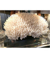 STUNNING LARGE ANTIQUE BRUSH CORAL SPECIMEN MOUNTED ON A BLACK MUSEUM STAND