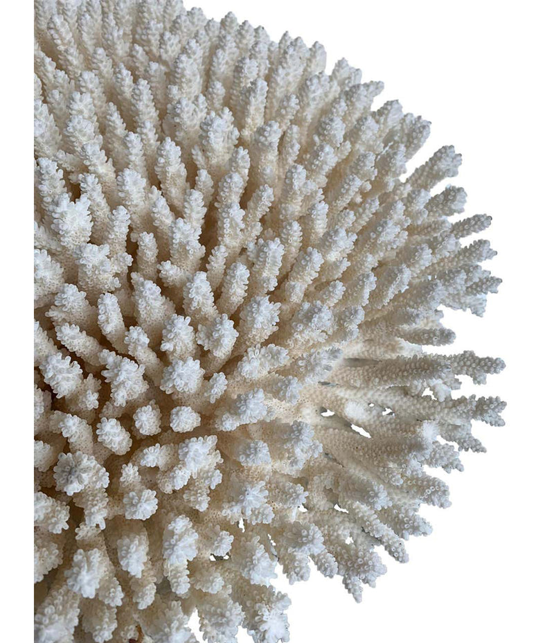 STUNNING LARGE ANTIQUE BRUSH CORAL SPECIMEN MOUNTED ON A BLACK MUSEUM STAND