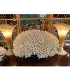 STUNNING LARGE ANTIQUE BRUSH CORAL SPECIMEN MOUNTED ON A BLACK MUSEUM STAND