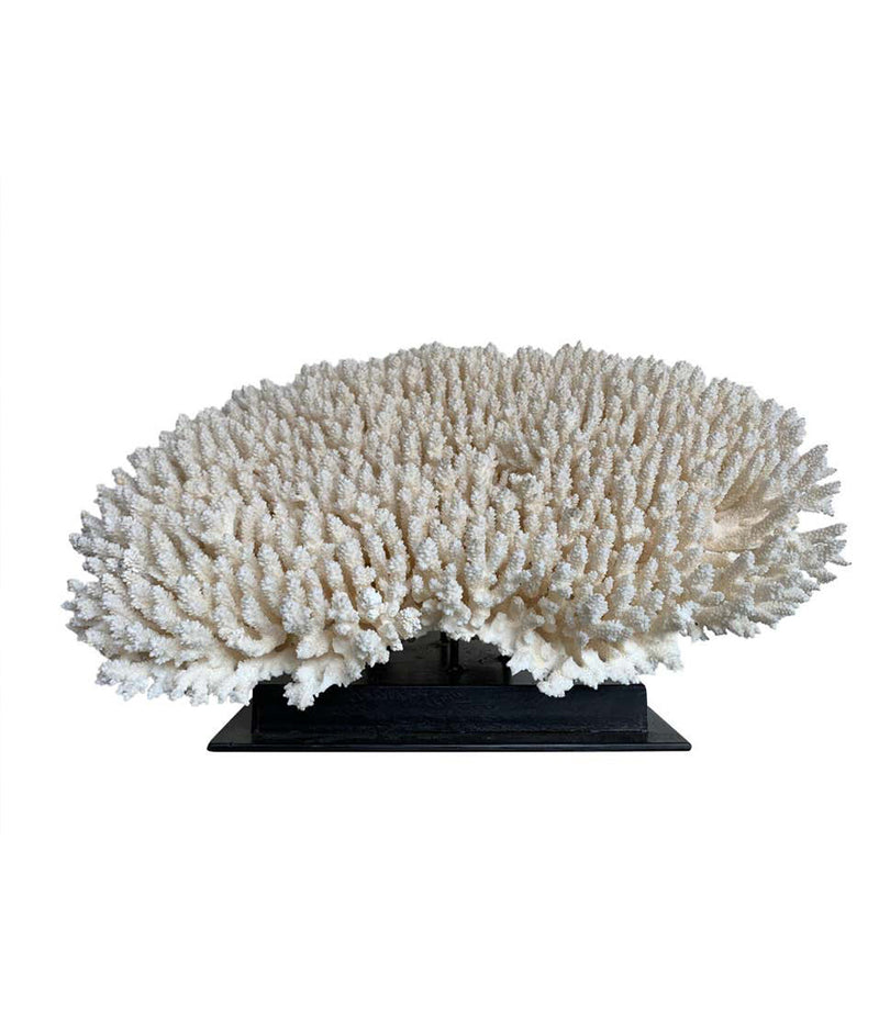 STUNNING LARGE ANTIQUE BRUSH CORAL SPECIMEN MOUNTED ON A BLACK MUSEUM STAND