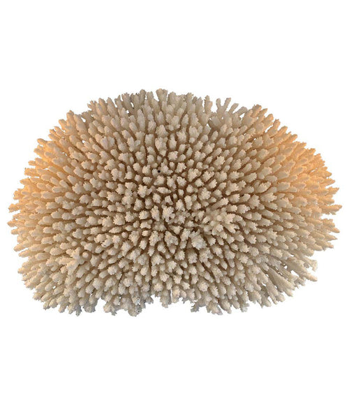 STUNNING LARGE ANTIQUE BRUSH CORAL SPECIMEN MOUNTED ON A BLACK MUSEUM STAND