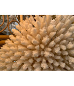 STUNNING LARGE ANTIQUE BRUSH CORAL SPECIMEN MOUNTED ON A BLACK MUSEUM STAND