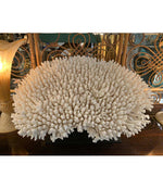 STUNNING LARGE ANTIQUE BRUSH CORAL SPECIMEN MOUNTED ON A BLACK MUSEUM STAND