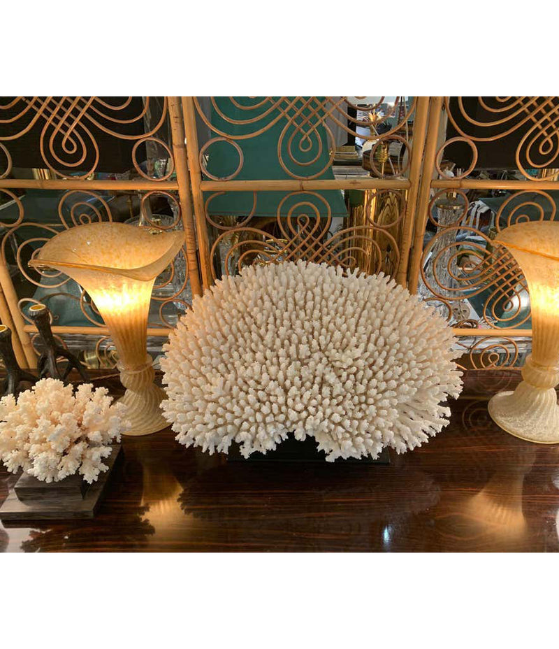 STUNNING LARGE ANTIQUE BRUSH CORAL SPECIMEN MOUNTED ON A BLACK MUSEUM STAND