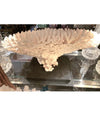 STUNNING LARGE ANTIQUE BRUSH CORAL SPECIMEN MOUNTED ON A BLACK MUSEUM STAND