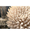 STUNNING LARGE ANTIQUE BRUSH CORAL SPECIMEN MOUNTED ON A BLACK MUSEUM STAND