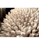 STUNNING LARGE ANTIQUE BRUSH CORAL SPECIMEN MOUNTED ON A BLACK MUSEUM STAND