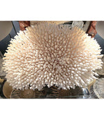 STUNNING LARGE ANTIQUE BRUSH CORAL SPECIMEN MOUNTED ON A BLACK MUSEUM STAND