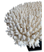 STUNNING LARGE ANTIQUE BRUSH CORAL SPECIMEN MOUNTED ON A BLACK MUSEUM STAND