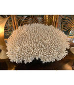 STUNNING LARGE ANTIQUE CIRCULAR PIECE OF LACE CORAL MOUNTED ON MUSEUM STAND