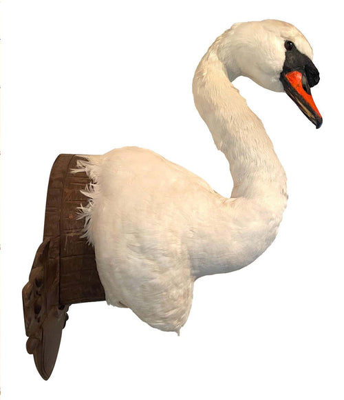 VICTORIAN TAXIDERMY SWAN HEAD MOUNTED ON A CARVED SHIELD WOODEN PLAGUE