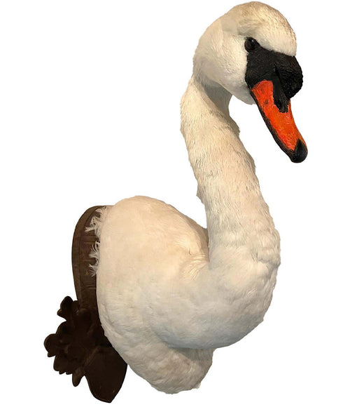 VICTORIAN TAXIDERMY SWAN HEAD MOUNTED ON A CARVED SHIELD WOODEN PLAGUE