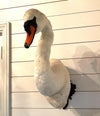 VICTORIAN TAXIDERMY SWAN HEAD MOUNTED ON A CARVED SHIELD WOODEN PLAGUE